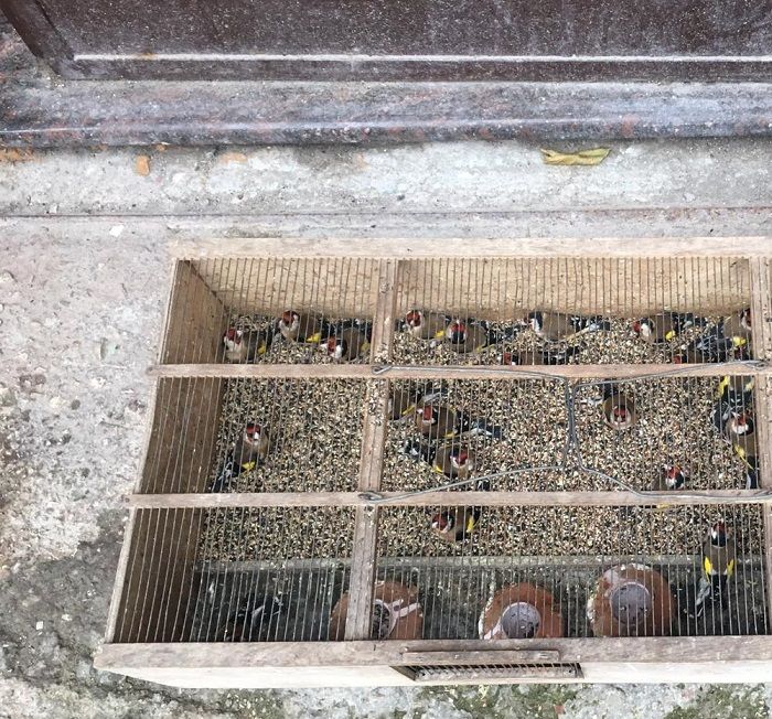 cardellini in gabbia