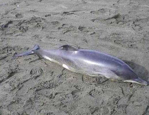 02022013 delfino spiaggiato salerno