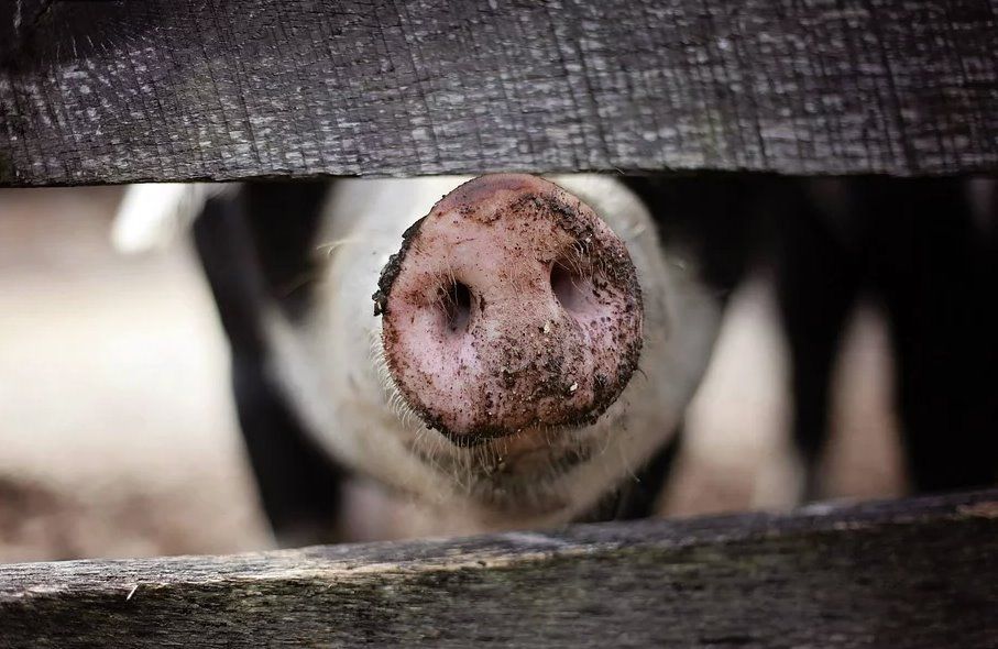 Economia foto - 02022020 azienda agricola.jpg