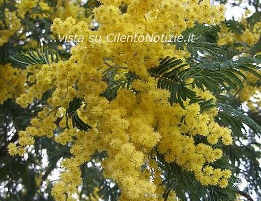 02032013 mimosa di marisa