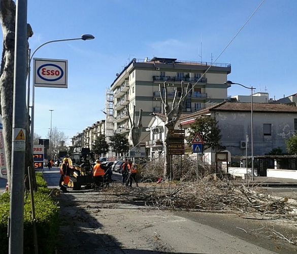 02032016 taglio a candela alberi capaccio