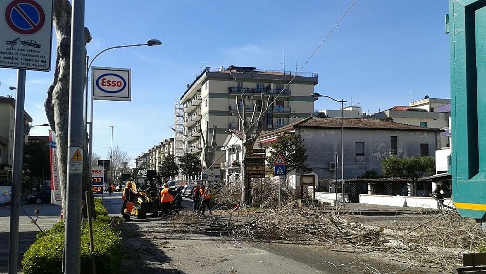02032016 taglio a candela alberi capaccio