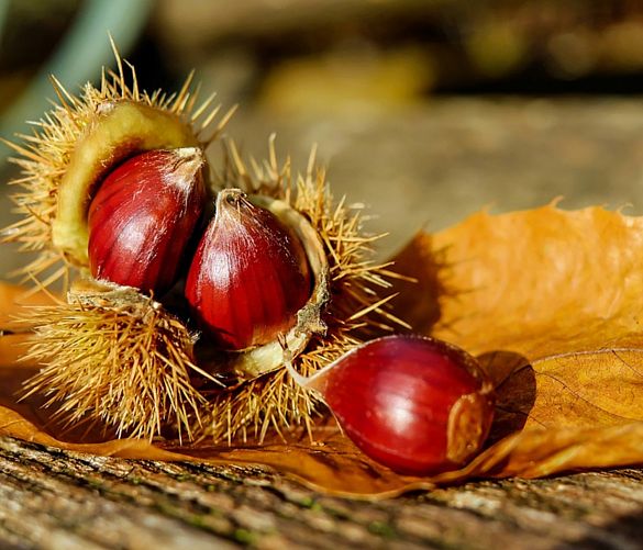 02032019 castagne