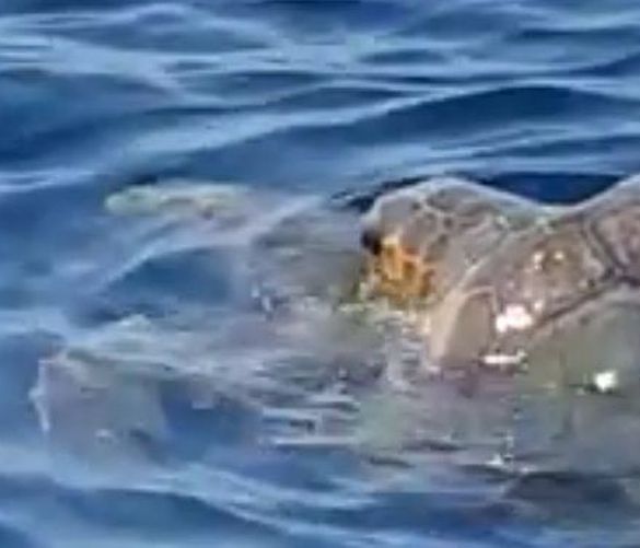 02042017 caretta caretta accoppiamento