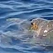 Ambiente foto - 02042017 caretta caretta accoppiamento