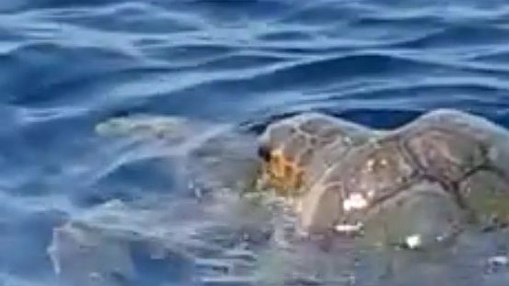 02042017 caretta caretta accoppiamento