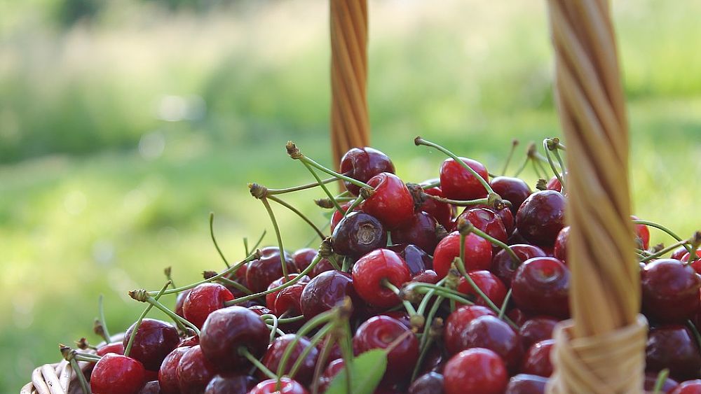 02062017 cesto ciliegie