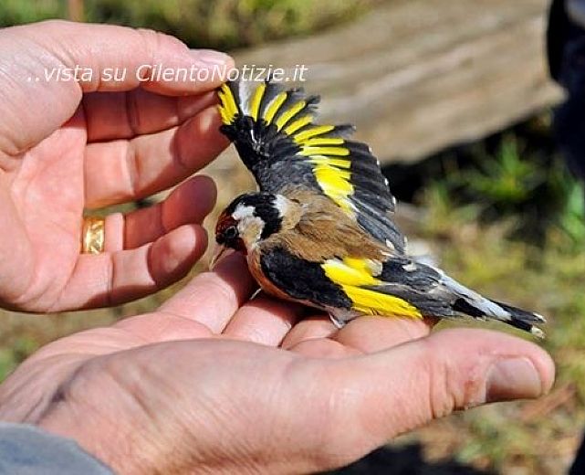 02072013 foto 1 cardellini