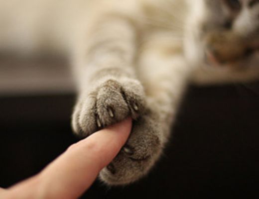 02072014 pet therapy