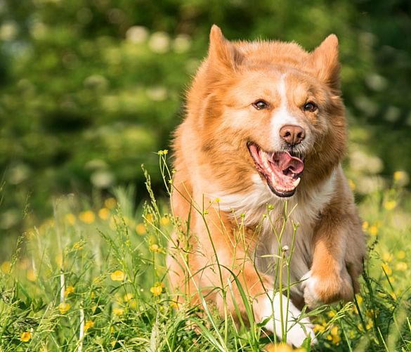 02072018 cane nel prato