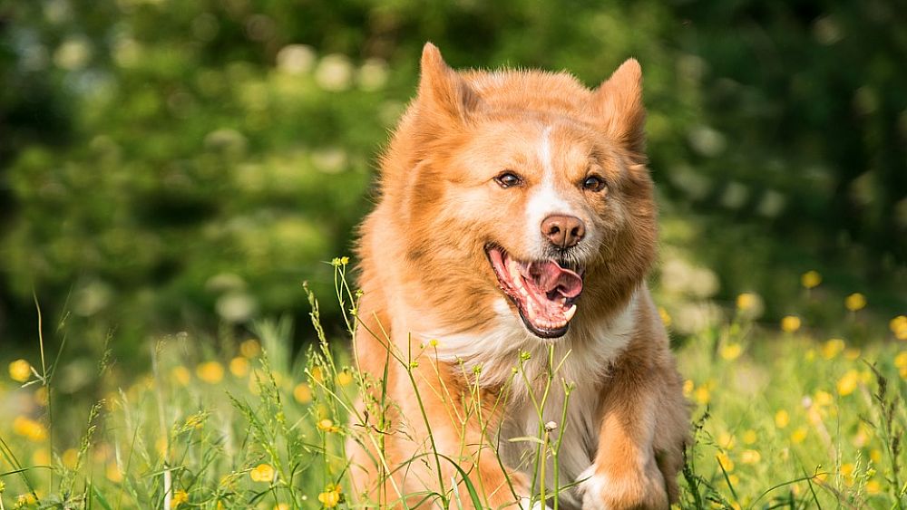 02072018 cane nel prato