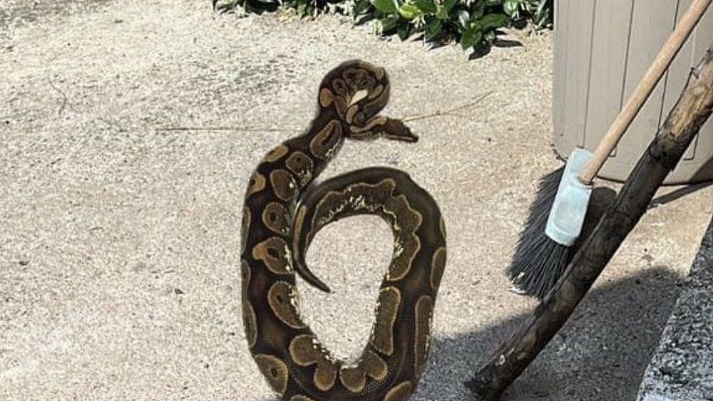 02072023 pitone reale in strada 02072023 pitone reale in strada