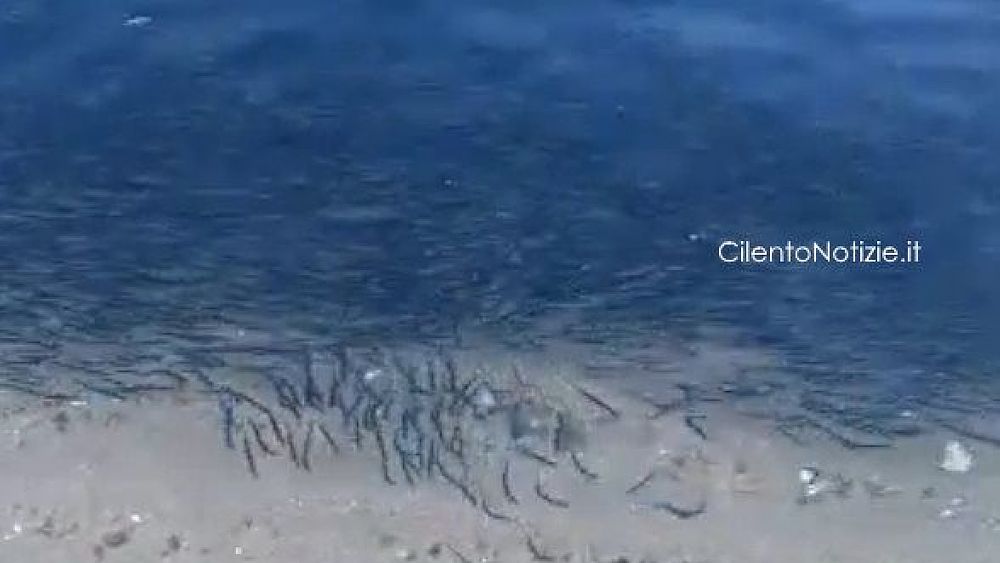 02082017 branco di alici riva