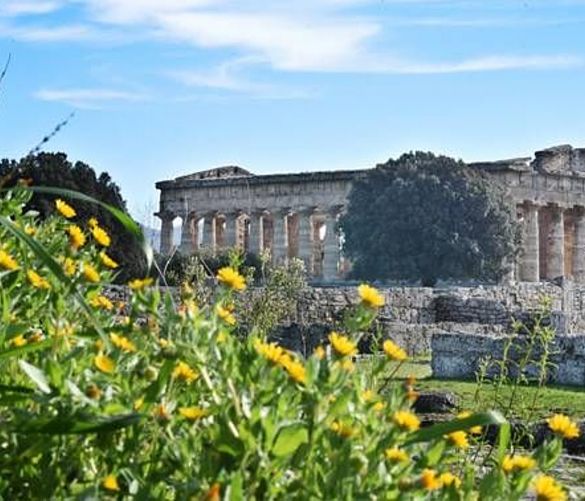 02082018 templi di paestum in fiore