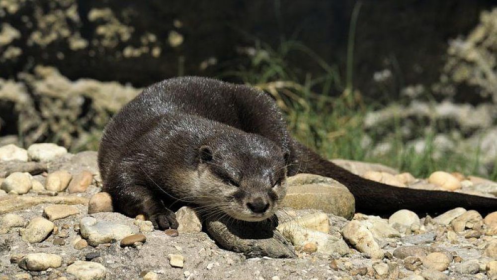 02082022 lontra marina 02082022 lontra marina