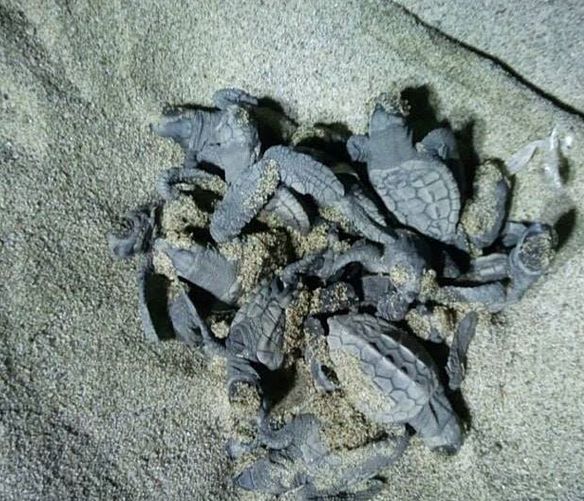02092018 schiusa Caretta caretta