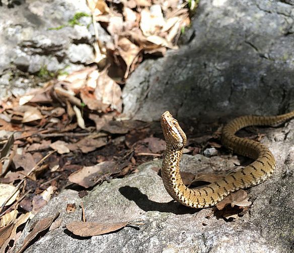 02092018 vipera comune