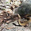 Cilento - Le ultime  Notizie foto - 02092018 vipera comune