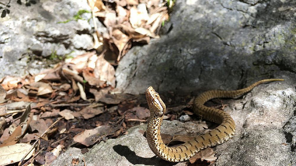02092018 vipera comune