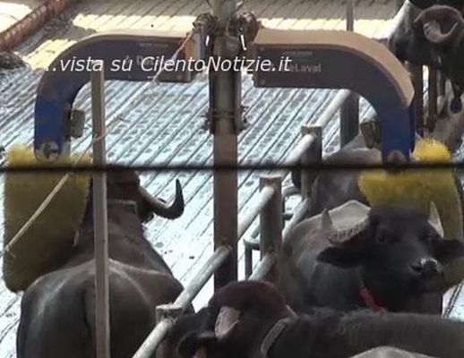 02102013 bufale coccolate