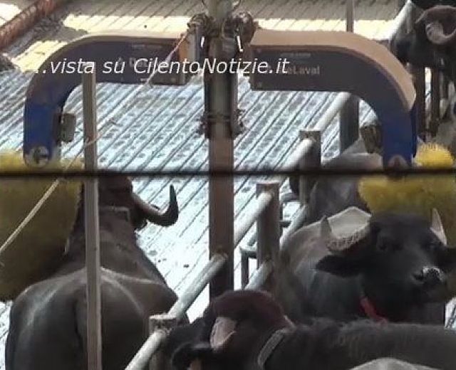 02102013 bufale coccolate