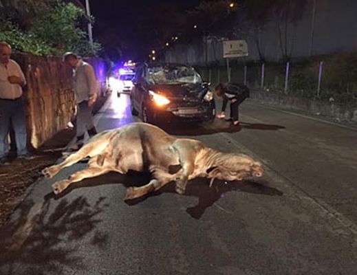 02102015 toro ucciso pastena