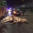 Cronaca foto - 02102015 toro ucciso pastena