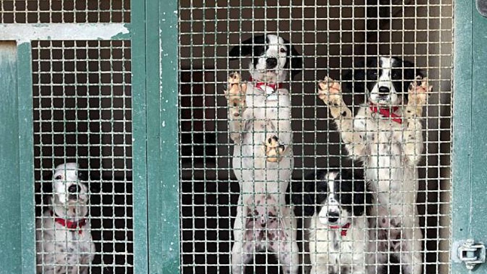 02102017 cani in parco rifugio