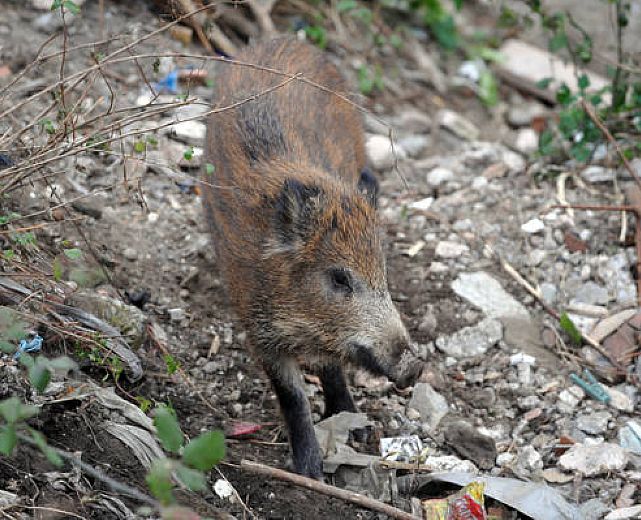 02112013 cinghialotto