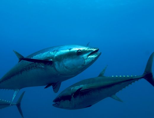 Paolo-Abbate foto - 02112013 tonno rosso