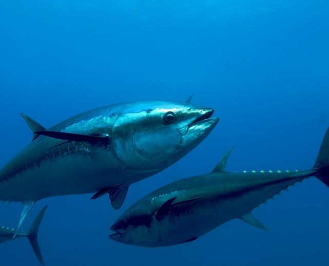 02112013 tonno rosso