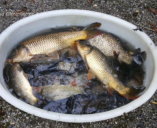 02112015 fauna ittica