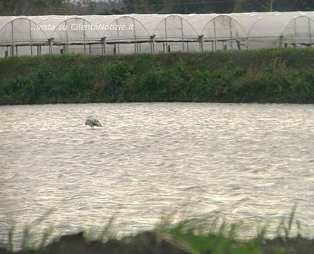 02112015 fenicottero rosa