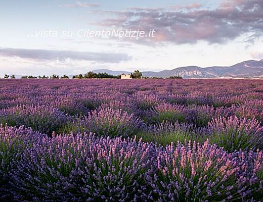 Floriana-Iuliano foto - 02122013 fiori di lavanda