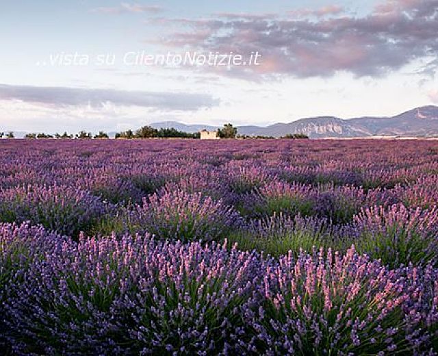 02122013 fiori di lavanda 02122013 fiori di lavanda