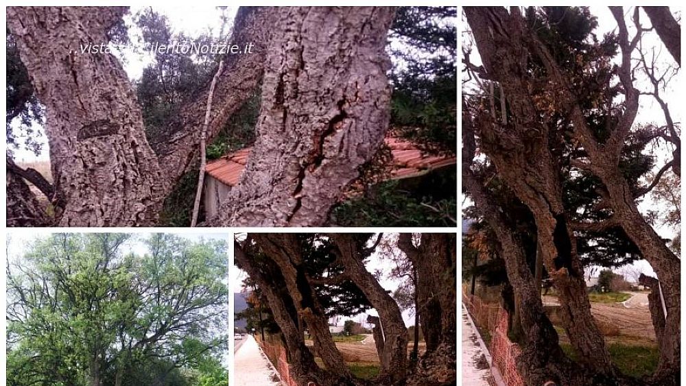 03012022 sughera vibonati 03012022 sughera vibonati