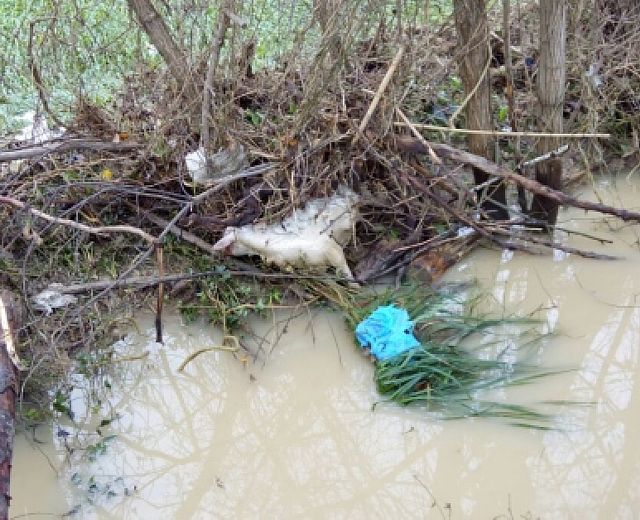 03022015 gregge pecore esondazione