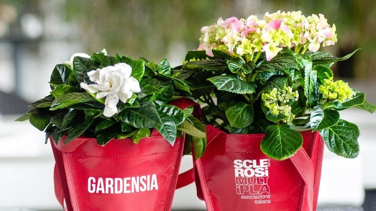 03032025 bentornata gardensia