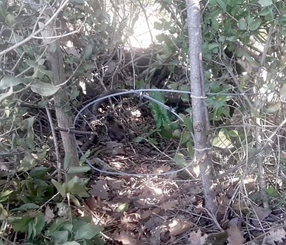 03042019 trappola cinghiali