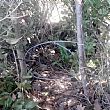 Cronaca foto - 03042019 trappola cinghiali