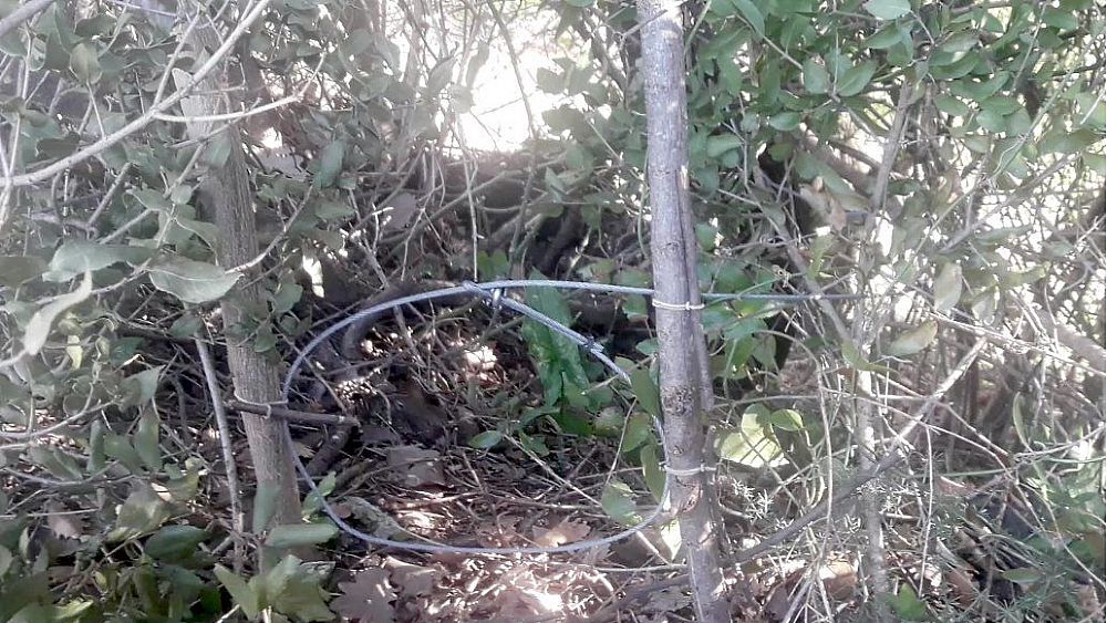 03042019 trappola cinghiali