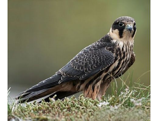 03052014 Falco Lodolaio