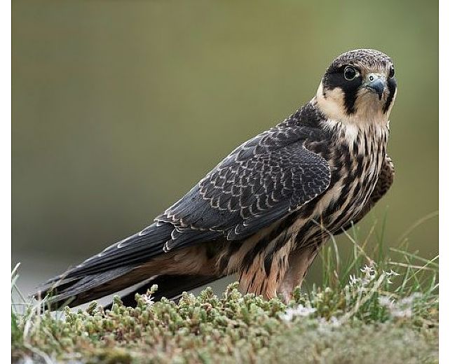 03052014 Falco Lodolaio 03052014 Falco Lodolaio