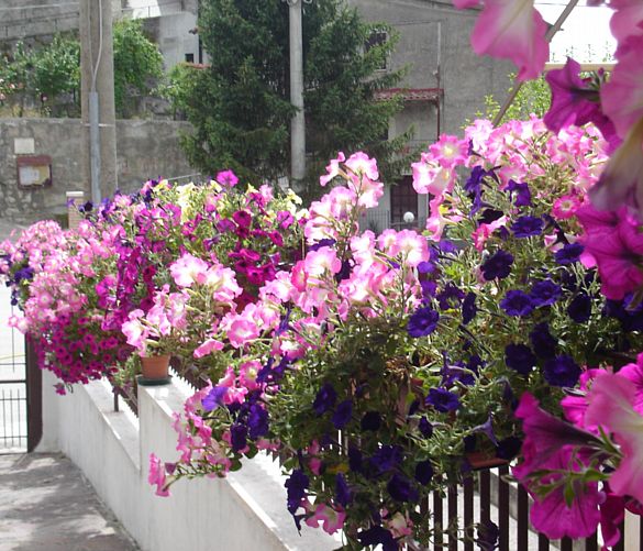 03052016 borgo in fiore