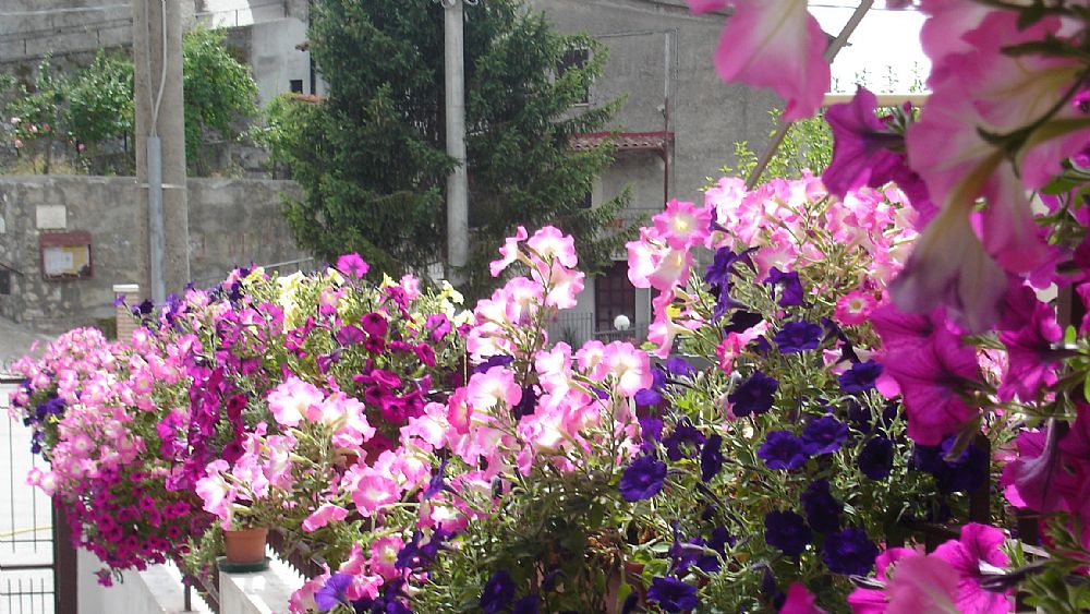 03052016 borgo in fiore