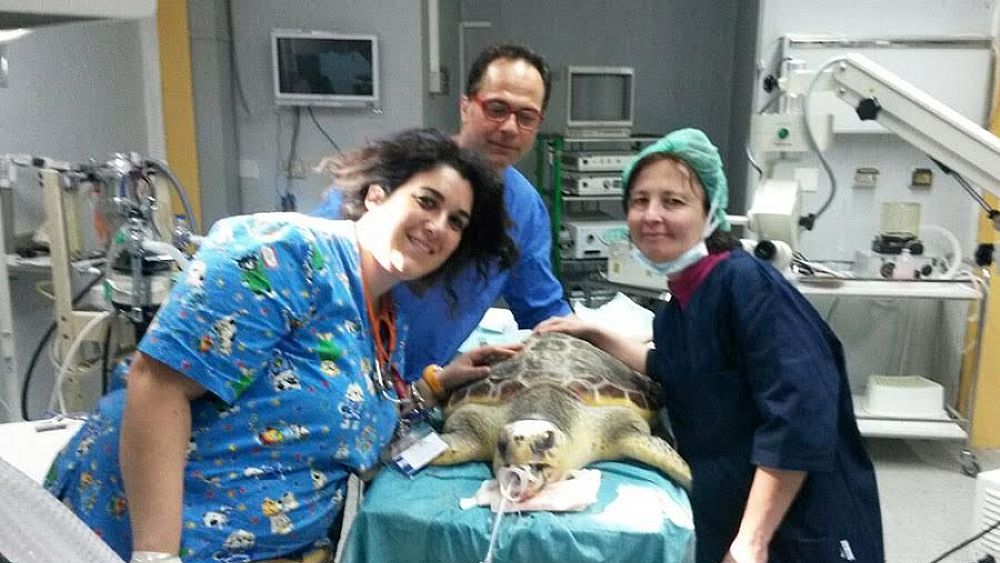 03052017 intervento su tartaruga