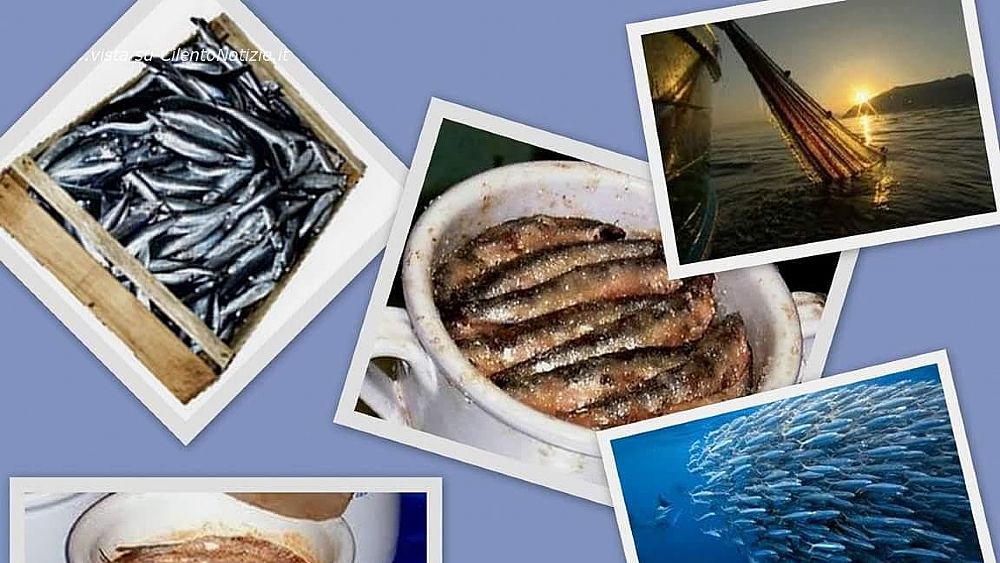 03062017 alici in concia sotto sale