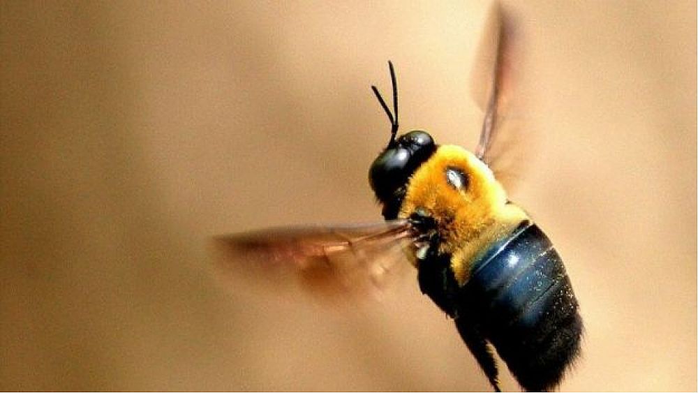 03062017 puntura ape