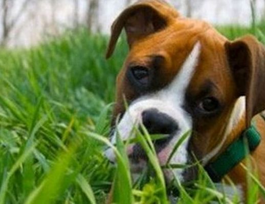 03072014 cane in erba