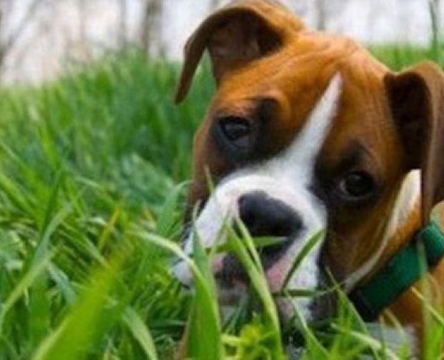 03072014 cane in erba